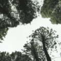 Image de plusieurs arbres pour le sms écologique